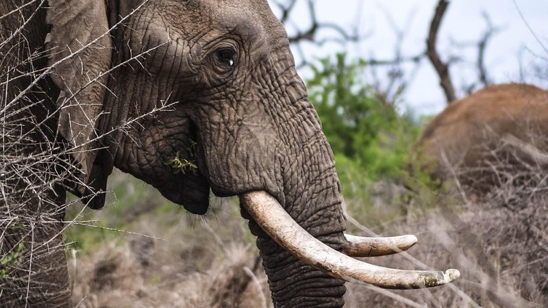 Elefante invade quintal em busca de comida e mata idoso de 79 anos pisoteado