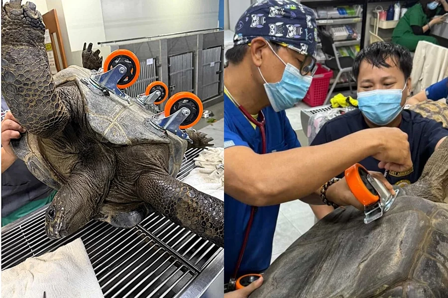Tartaruga gigante ganha “cadeira de rodas”
