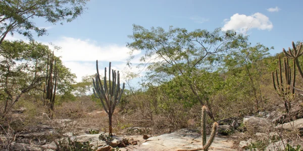 Bahia terá centro pioneiro de saúde e clima
